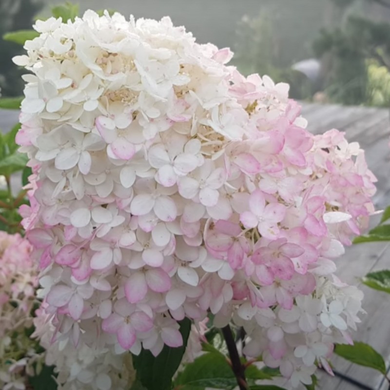 Гортензия метельчатая Мэджикал Андес (Hydrangea paniculata 'Magical Andes')