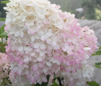 Гортензия метельчатая Мэджикал Андес (Hydrangea paniculata 'Magical Andes')