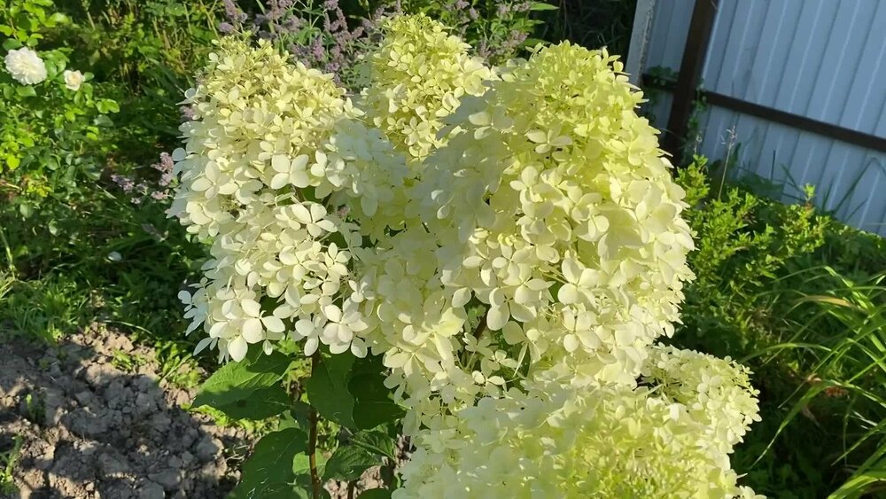 Гортензия метельчатая Пандора (Hydrangea paniculata 'Pandora')