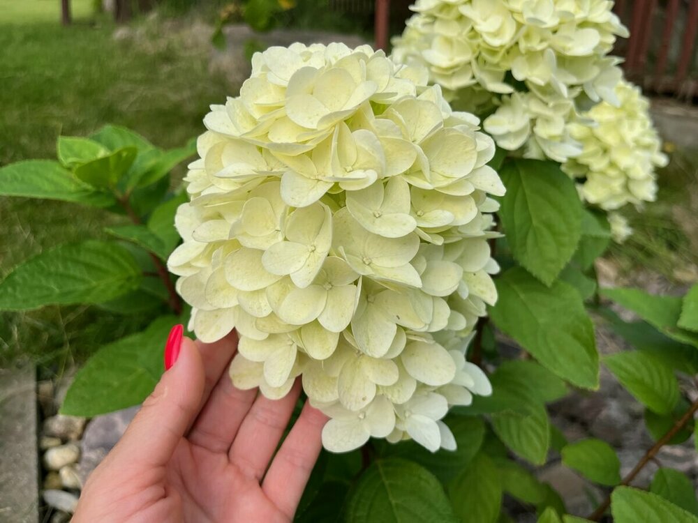 Гортензия метельчатая Пандора (Hydrangea paniculata 'Pandora')