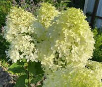 Гортензия метельчатая Пандора (Hydrangea paniculata 'Pandora')