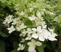 Гортензия метельчатая Пандрия (Hydrangea paniculata 'Pandria')