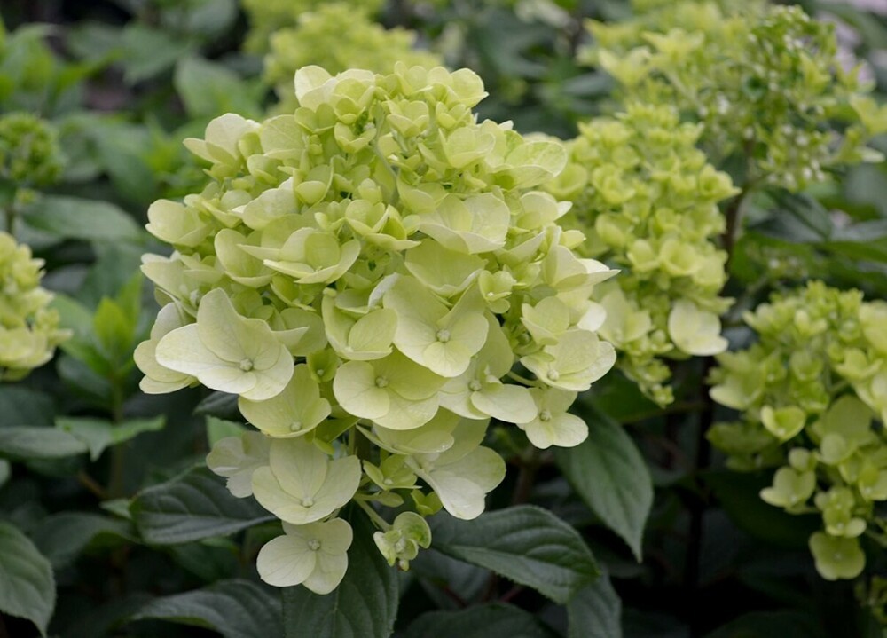Гортензия метельчатая Панзола (Hydrangea paniculata 'Panzola')