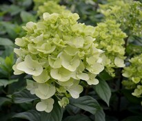 Гортензия метельчатая Панзола (Hydrangea paniculata 'Panzola')