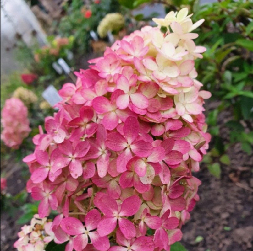 Гортензия метельчатая Пантеон (Hydrangea paniculata 'Pantheon')