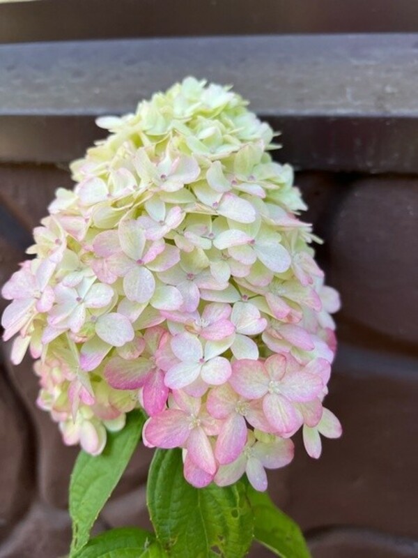 Гортензия метельчатая Пантеон (Hydrangea paniculata 'Pantheon')