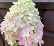 Гортензия метельчатая Пантеон (Hydrangea paniculata 'Pantheon')