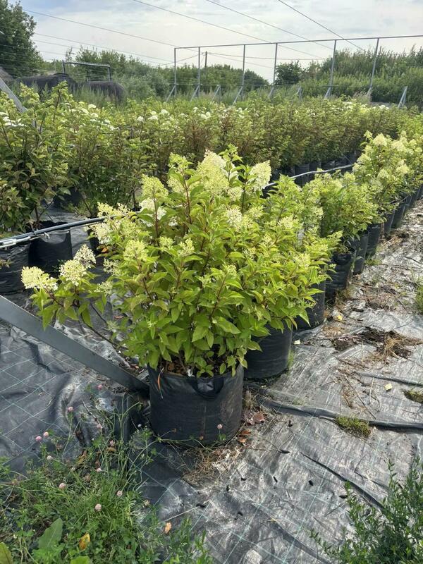 Гортензия метельчатая Пинкачу (Hydrangea paniculata 'Pinkachu')