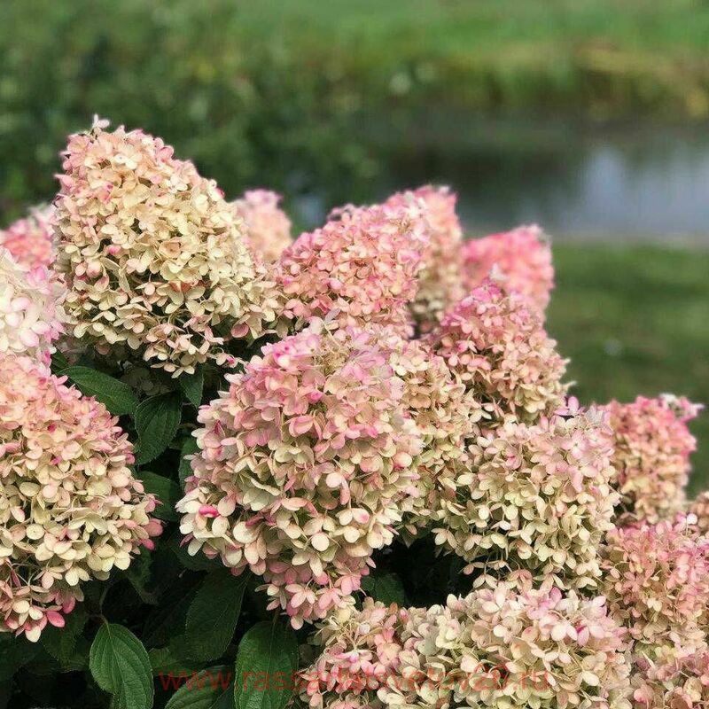 Гортензия метельчатая Пинкачу (Hydrangea paniculata 'Pinkachu')