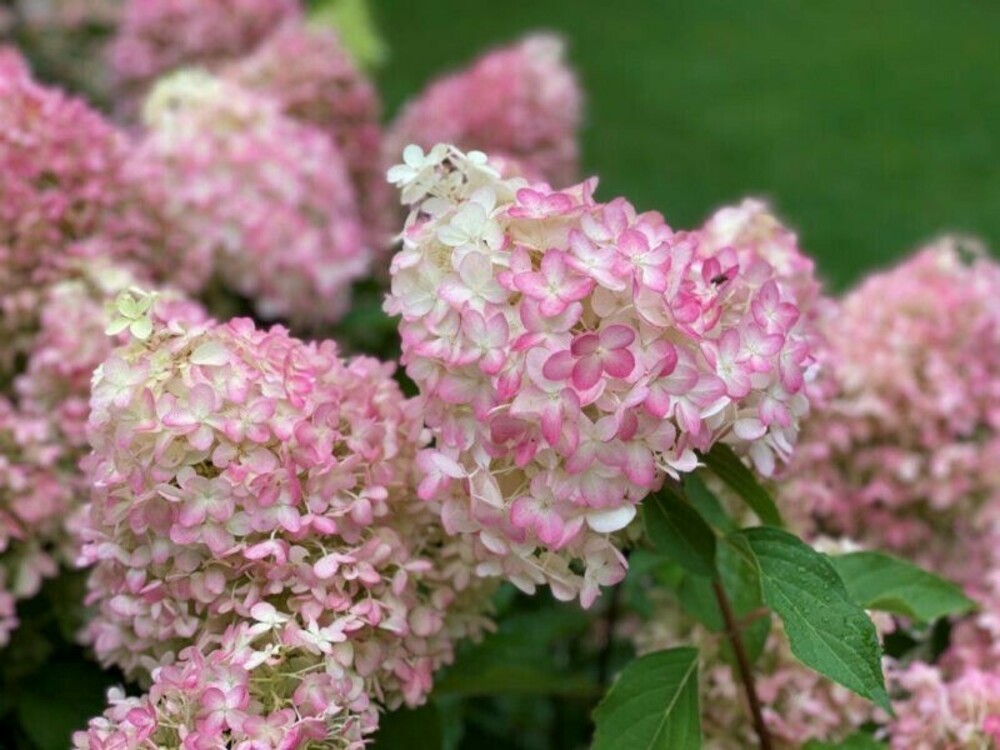 Гортензия метельчатая Пинкачу (Hydrangea paniculata 'Pinkachu')