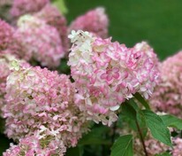 Гортензия метельчатая Пинкачу (Hydrangea paniculata 'Pinkachu')