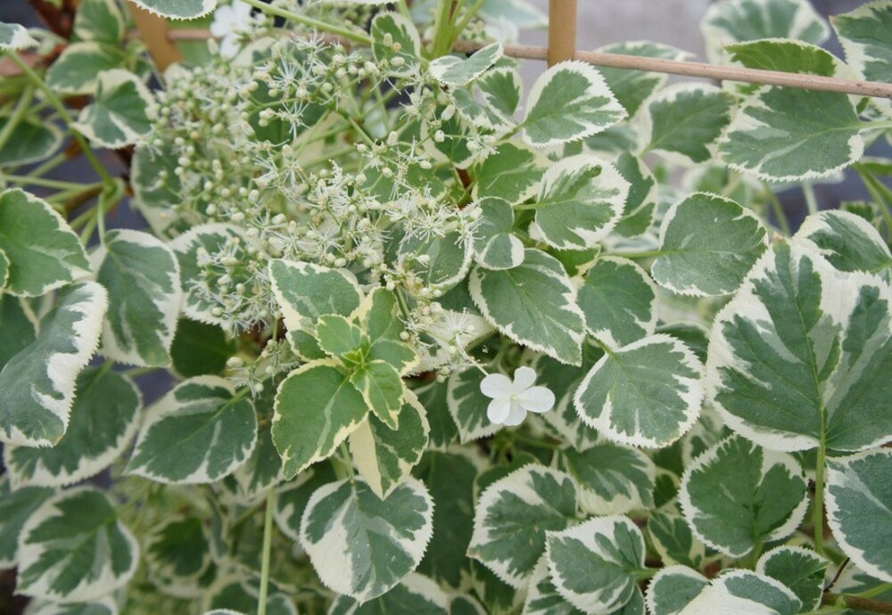 Гортензия черешковая Сильвер Лайнинг (Hydrangea anomala subsp. petiolaris 'Silver Lining')