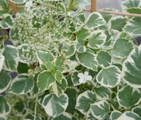 Гортензия черешковая Сильвер Лайнинг (Hydrangea anomala subsp. petiolaris 'Silver Lining')