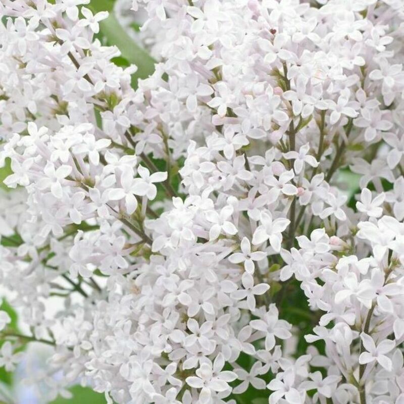 Сирень Мейера Флауэрфеста Вайт (Syringa meyeri 'Flowerfesta White')