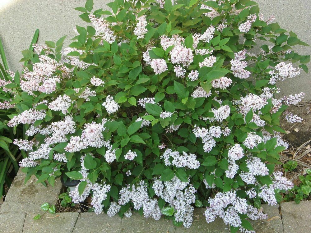Сирень Мейера Флауэрфеста Вайт (Syringa meyeri 'Flowerfesta White')