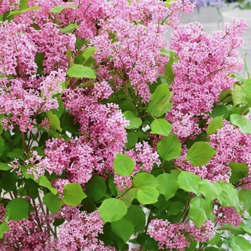 Сирень Мейера Флауэрфеста Пинк (Syringa meyeri 'Flowerfesta Pink')