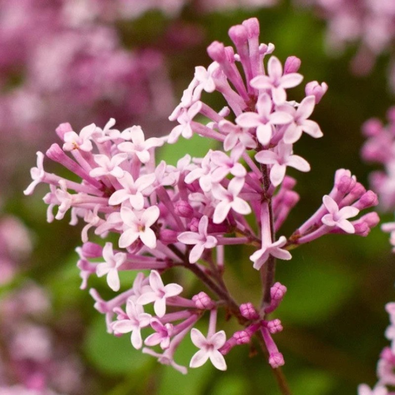 Сирень Мейера Флауэрфеста Пинк (Syringa meyeri 'Flowerfesta Pink')