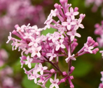 Сирень Мейера Флауэрфеста Пинк (Syringa meyeri 'Flowerfesta Pink')