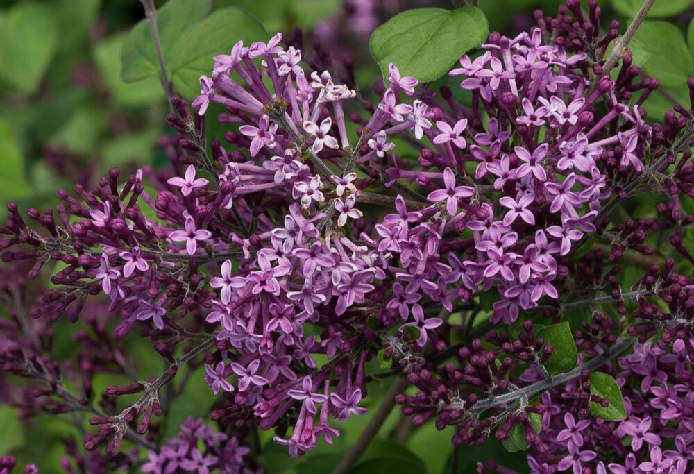 Сирень Мейера Флауэрфеста Пурпл (Syringa meyeri 'Flowerfesta Purple')