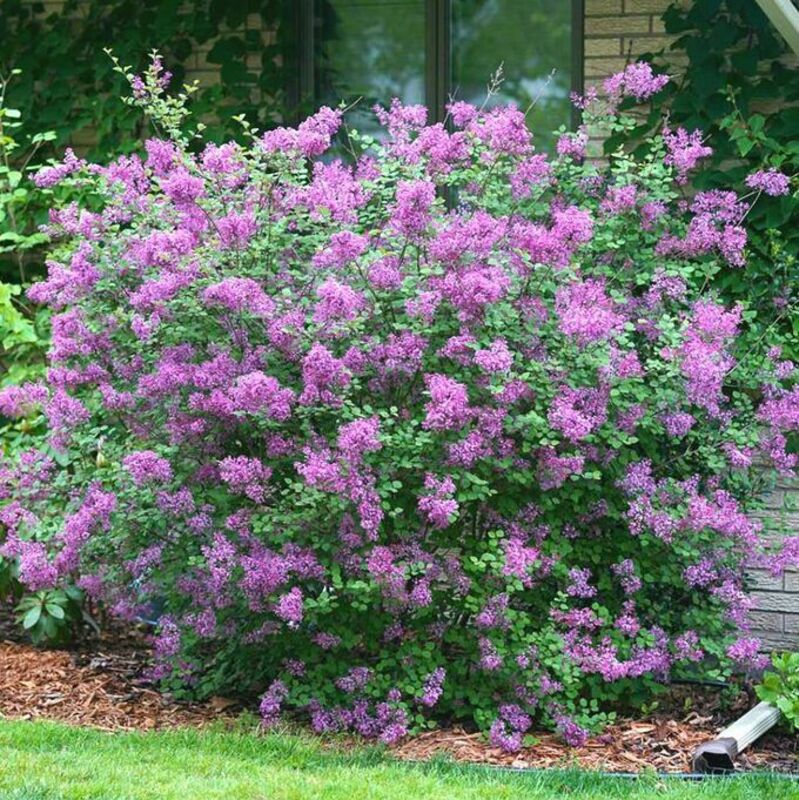 Сирень Мейера Флауэрфеста Пурпл (Syringa meyeri 'Flowerfesta Purple')