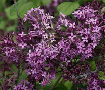 Сирень Мейера Флауэрфеста Пурпл (Syringa meyeri 'Flowerfesta Purple')