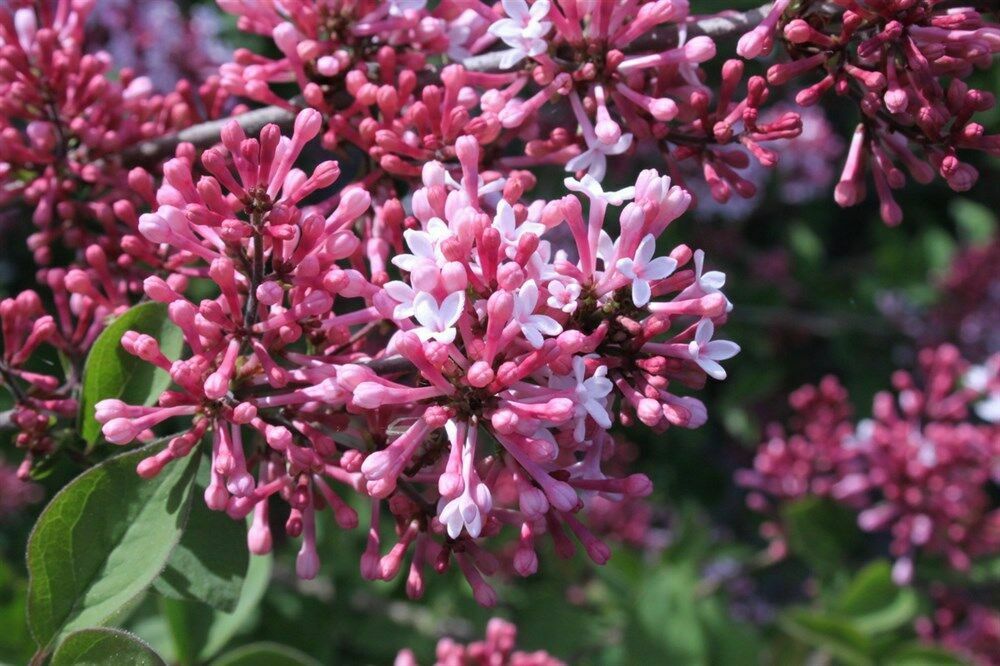 Сирень мелколистная Суперба (Syringa microphylla 'Superba')