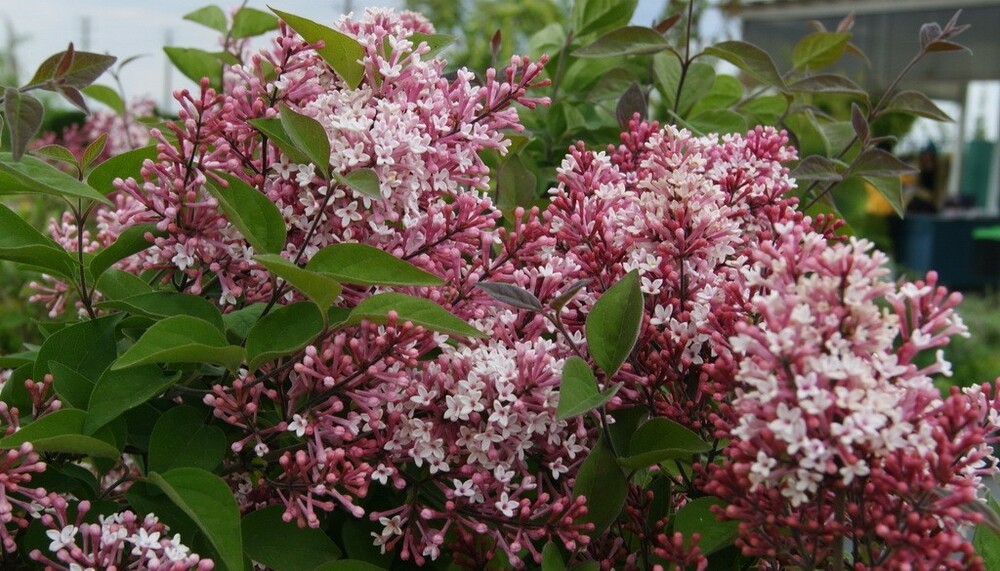 Сирень мелколистная Суперба (Syringa microphylla 'Superba')