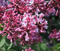 Сирень мелколистная Суперба (Syringa microphylla 'Superba')