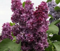 Сирень обыкновенная Принц Волконский (Syringa vulgaris 'Prince Wolkonsky')