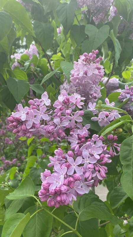Сирень обыкновенная Аделина (Syringa vulgaris 'Adelina')