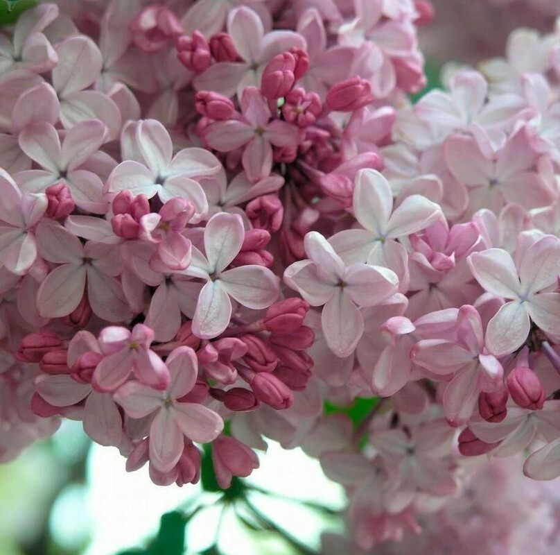 Сирень обыкновенная Аделина (Syringa vulgaris 'Adelina')