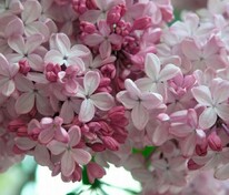 Сирень обыкновенная Аделина (Syringa vulgaris 'Adelina')