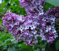 Сирень обыкновенная Адмирал Кузнецов (Syringa vulgaris 'Admiral Kuznetsov')