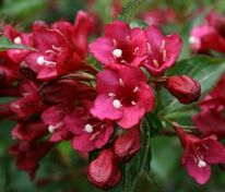 Вейгела Ева Ратке (Weigela 'Eva Rathke')