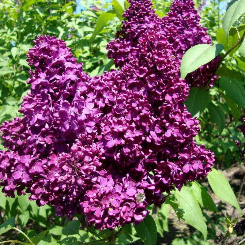 Сирень обыкновенная Адмирал Нахимов (Syringa vulgaris 'Admiral Nakhimov')