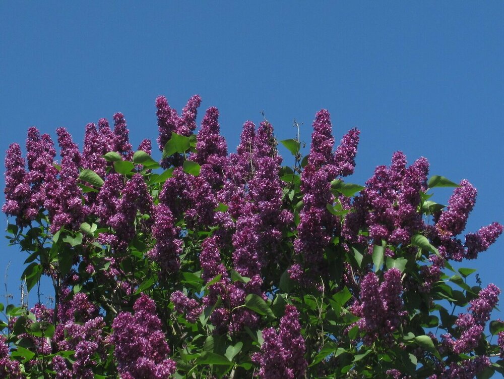Сирень обыкновенная Адмирал Нахимов (Syringa vulgaris 'Admiral Nakhimov')