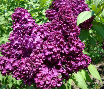 Сирень обыкновенная Адмирал Нахимов (Syringa vulgaris 'Admiral Nakhimov')