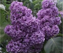 Сирень обыкновенная Академик Курчатов (Syringa vulgaris 'Akademik Kurchatov')