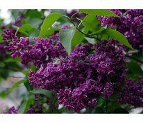 Сирень обыкновенная Бесконечность (Syringa vulgaris 'Beskonechnost')