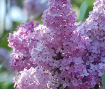 Сирень обыкновенная Валентин Серов (Syringa vulgaris 'Valentin Serov')