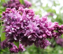 Сирень обыкновенная Василий Теркин (Syringa vulgaris 'Vasiliy Terkin')