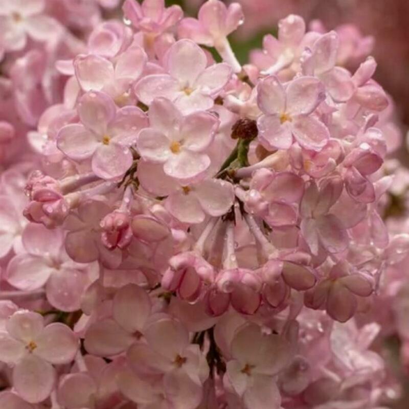 Сирень обыкновенная Вечерний звон (Syringa vulgaris 'Vecherniy Zvon')