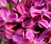 Сирень обыкновенная Гвардейская (Syringa vulgaris 'Gvardeyskaya')