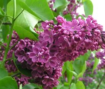 Сирень обыкновенная День Победы (Syringa vulgaris 'Den Pobedy')