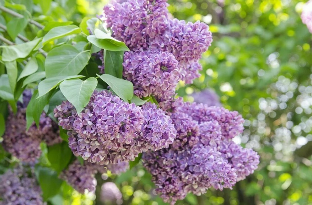 Сирень обыкновенная Жди меня (Syringa vulgaris 'Zhdi Menya')