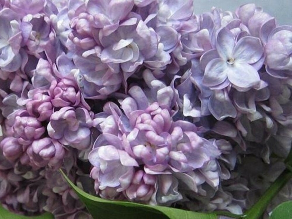 Сирень обыкновенная Жди меня (Syringa vulgaris 'Zhdi Menya')
