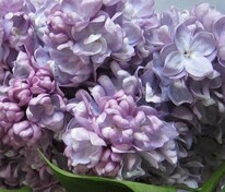 Сирень обыкновенная Жди меня (Syringa vulgaris 'Zhdi Menya')