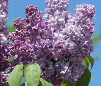 Сирень обыкновенная Илья Муромец (Syringa vulgaris 'Ilya Muromets')