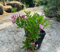 Вейгела Пикобелла Роза (Weigela 'Picobella Rosa')