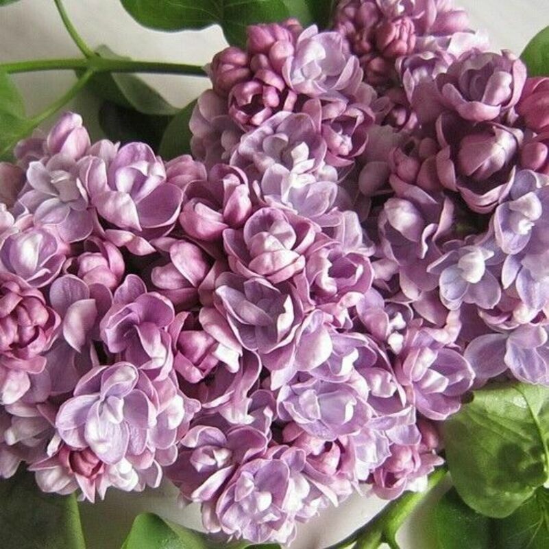 Сирень обыкновенная Катюша (Syringa vulgaris 'Katyusha')